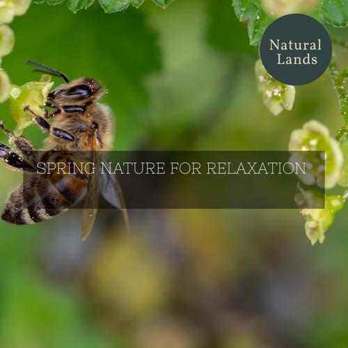 Spring Nature for Relaxation