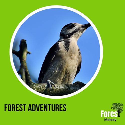 Forest Adventures