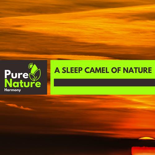 A Sleep Camel of Nature