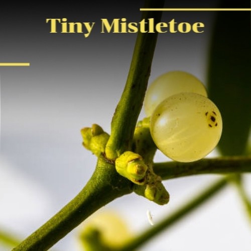 Tiny Mistletoe