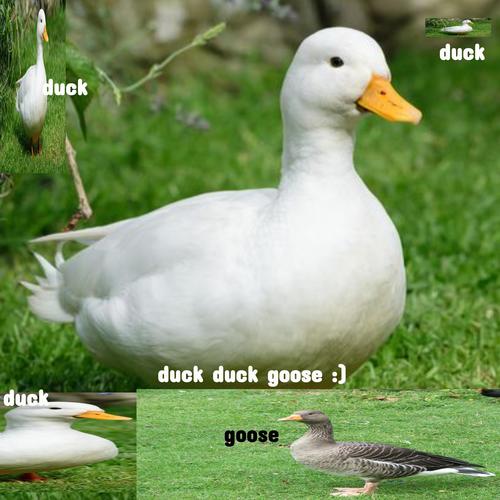 duck duck goose (Explicit)