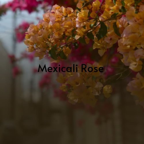 Mexicali Rose