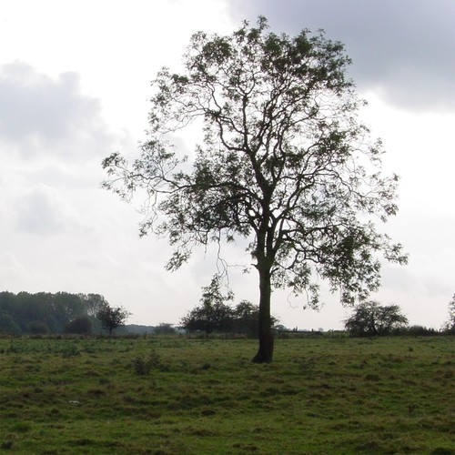 Purlieu