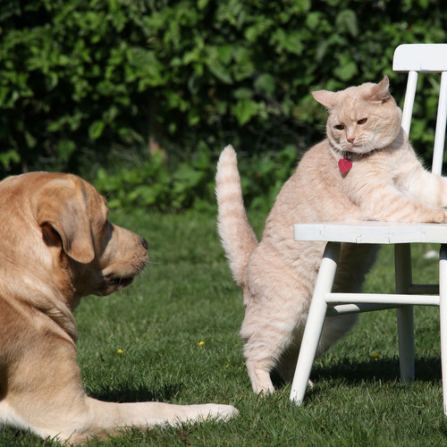 Pets Binaural Melodies: Ambient Nature Playtime Escape