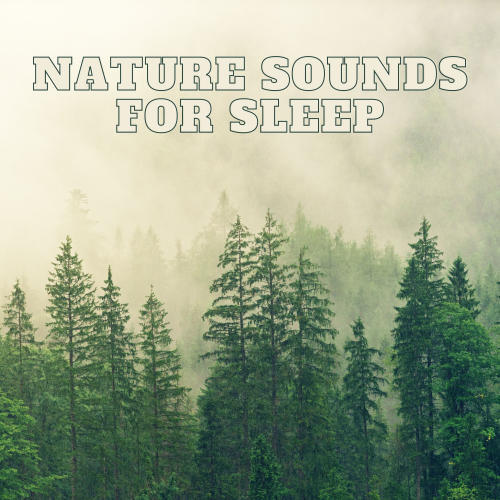 Natural Forest Sounds, Birds Chirping, Relaxing Forest Sounds for Sleeping