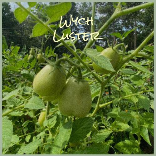 Wych Luster