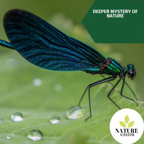 Deeper Mystery of Nature