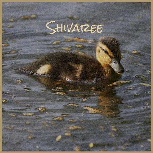 Shivaree