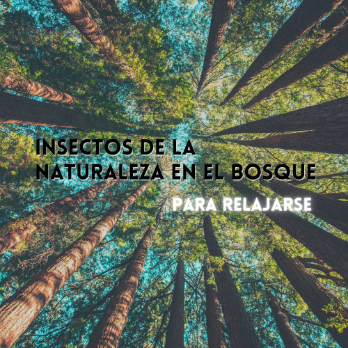 Insectos De La Naturaleza En El Bosque Para Relajarse