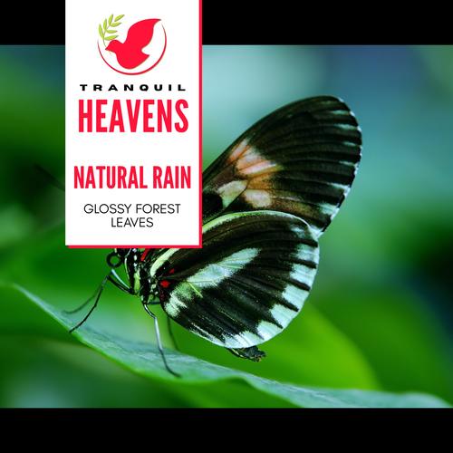 Natural Rain- Glossy Forest Leaves