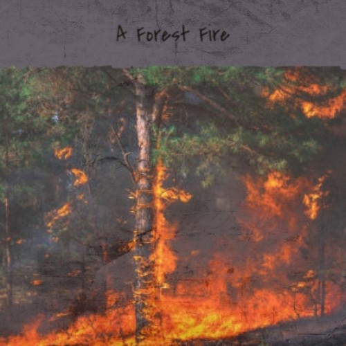 A Forest Fire