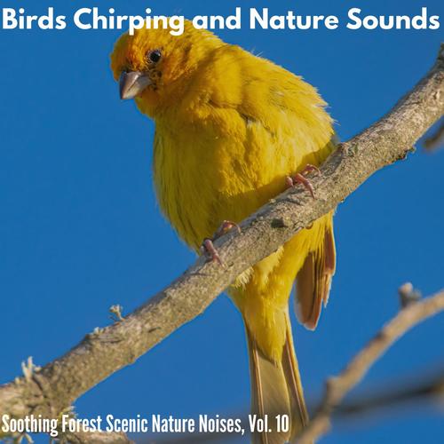 Birds Chirping and Nature Sounds - Soothing Forest Scenic Nature Noises, Vol. 10