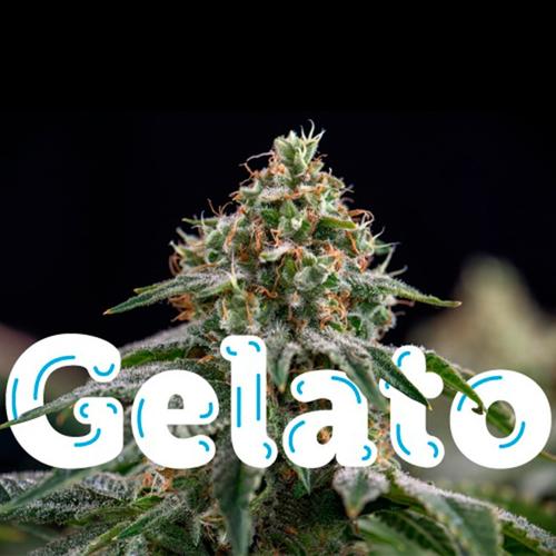 Gelato (Explicit)