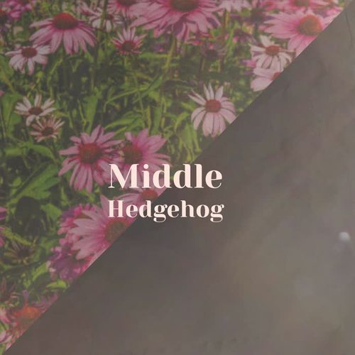 Middle Hedgehog