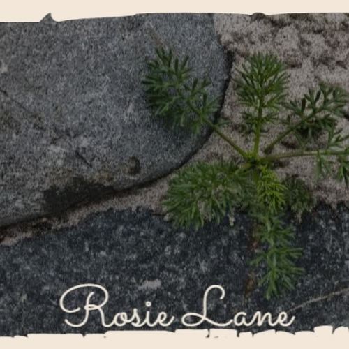 Rosie Lane