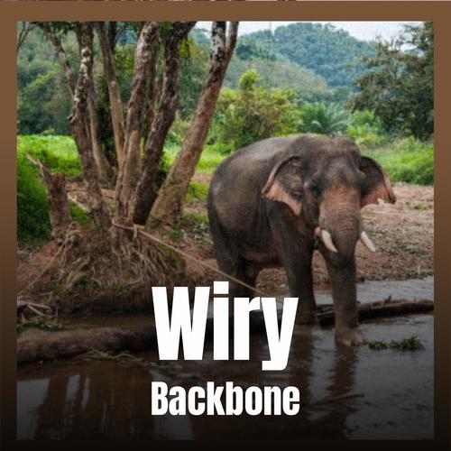 Wiry Backbone