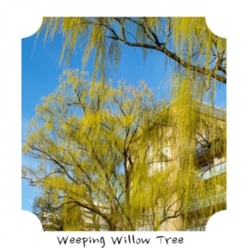 Weeping Willow Tree