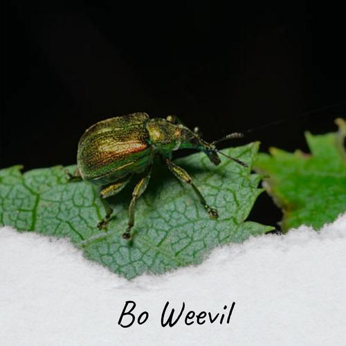 Bo Weevil