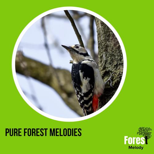 Pure Forest Melodies