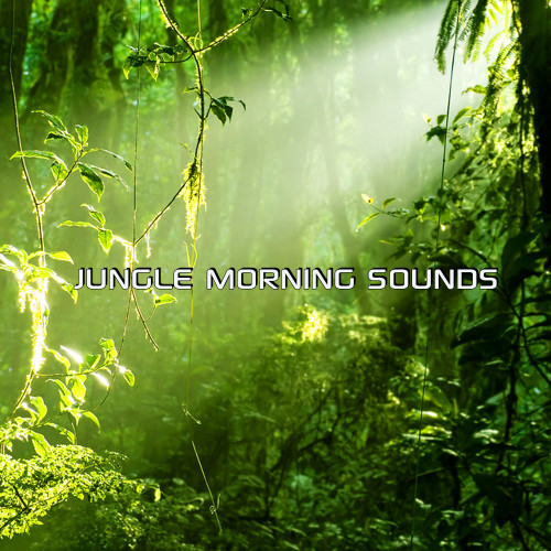 Jungle Morning Sounds