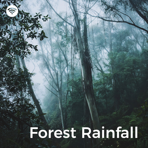 Forest Rainfall: Nature's Embrace