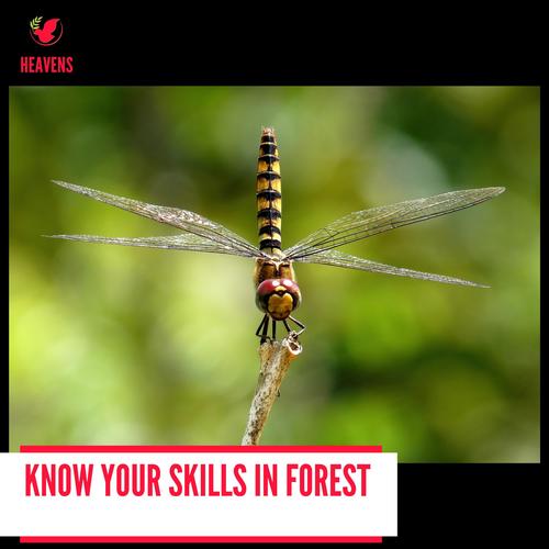 Know your Skills in Forest