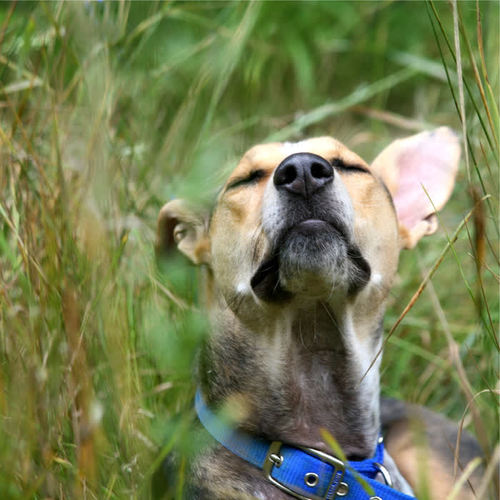 100 Inspiring Ambient Melodies for Chillout Dogs