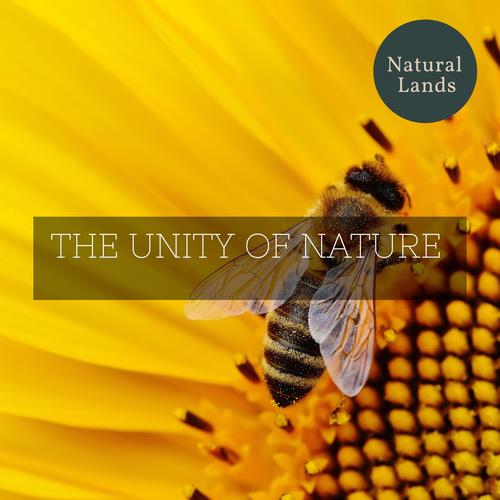 The Unity of Nature