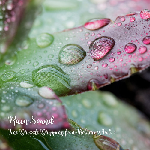 Rain Sound: Fine Drizzle Dripping from the Leaves Vol. 1