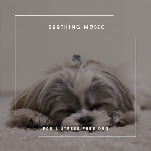 Soothing Music For A Stress Free Dog