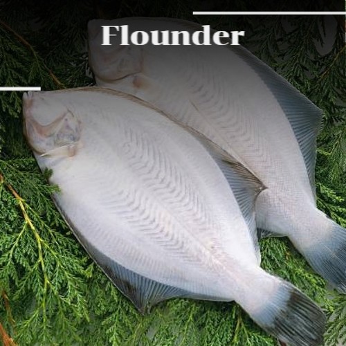 Flounder