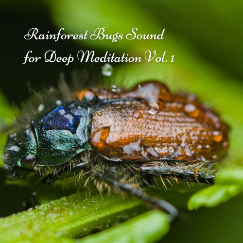 Rainforest Bugs Sound for Deep Meditation Vol. 1