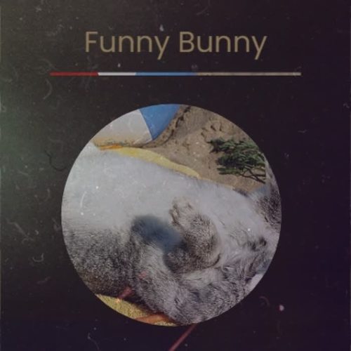 Funny Bunny