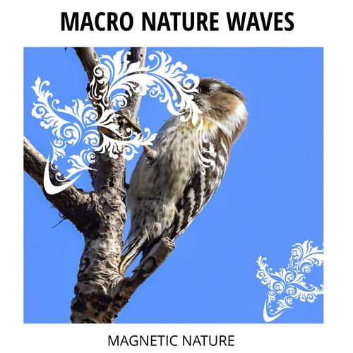 Macro Nature Waves - Magnetic Nature