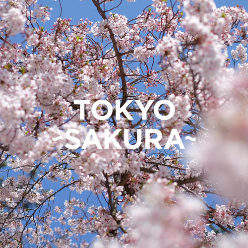 TOKYO - SAKURA -