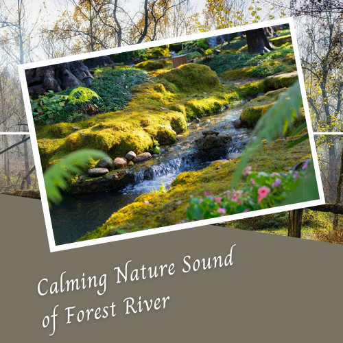 Calming Nature Sound of Forest River