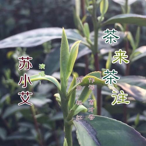 茶来茶往