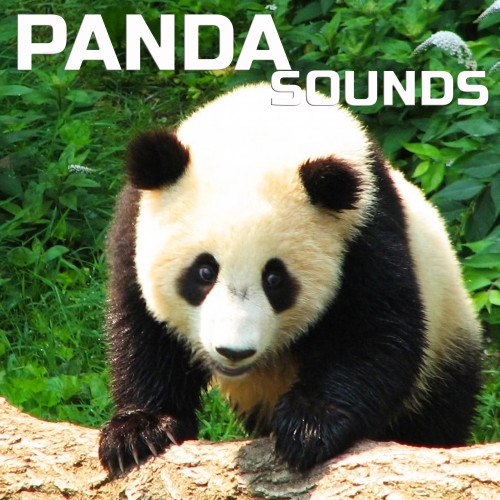 Panda Sounds (feat. Universal Soundscapes, Universal White Noise Soundscapes, White Noise, Binaural Beats Sounds, Meditation Therapy & Deep Focus)