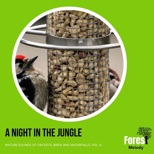 A Night in the Jungle - Nature Sounds of Crickets, Birds and Waterfalls, Vol. 6