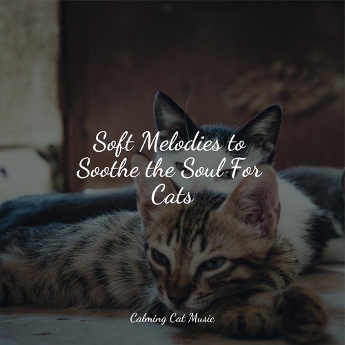 Soft Melodies to Soothe the Soul For Cats