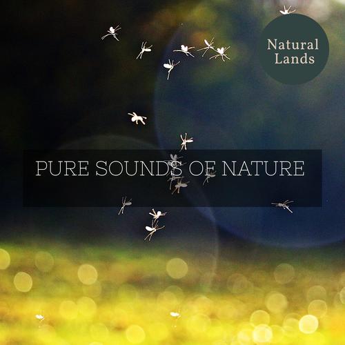 Pure Sounds of Nature