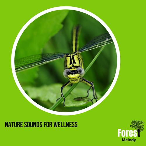 Nature Sounds for Wellness