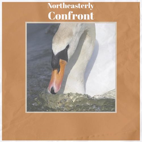Northeasterly Confront