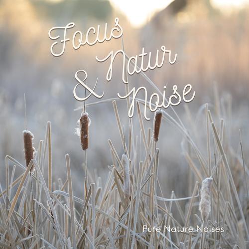 Focus & Nature Noise