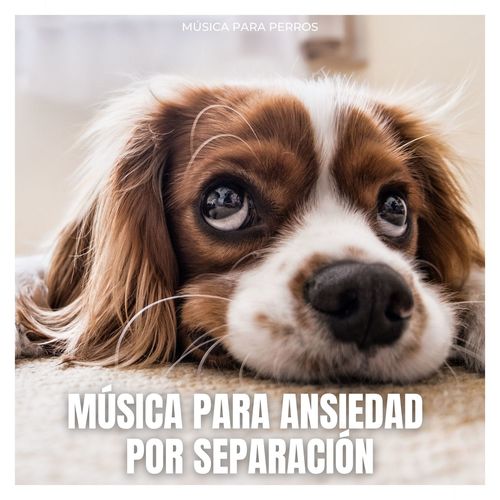 Música Para Ansiedad Por Separación