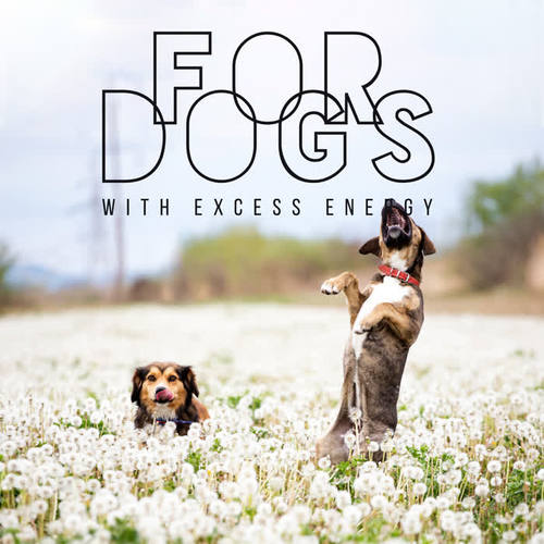 For Dogs with Excess Energy