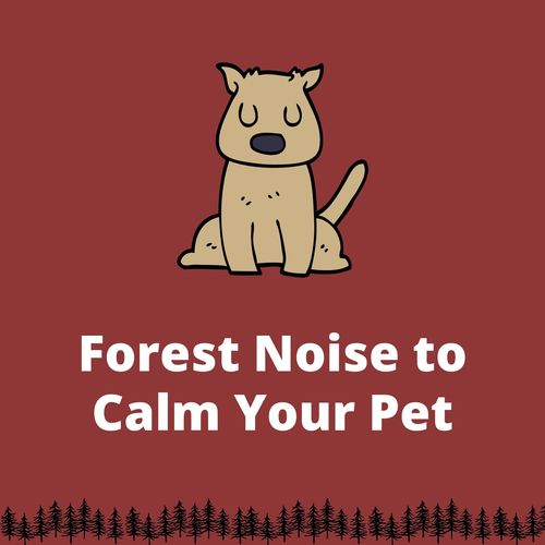 Forest Noise to Calm Your Pet