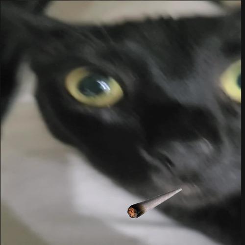 thiscatisprettycool (Explicit)