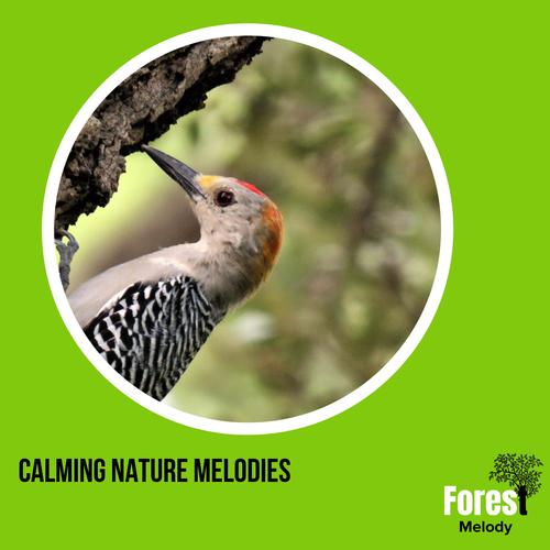 Calming Nature Melodies