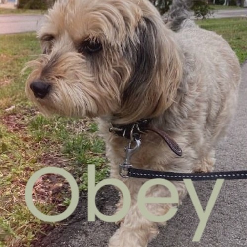 Obey